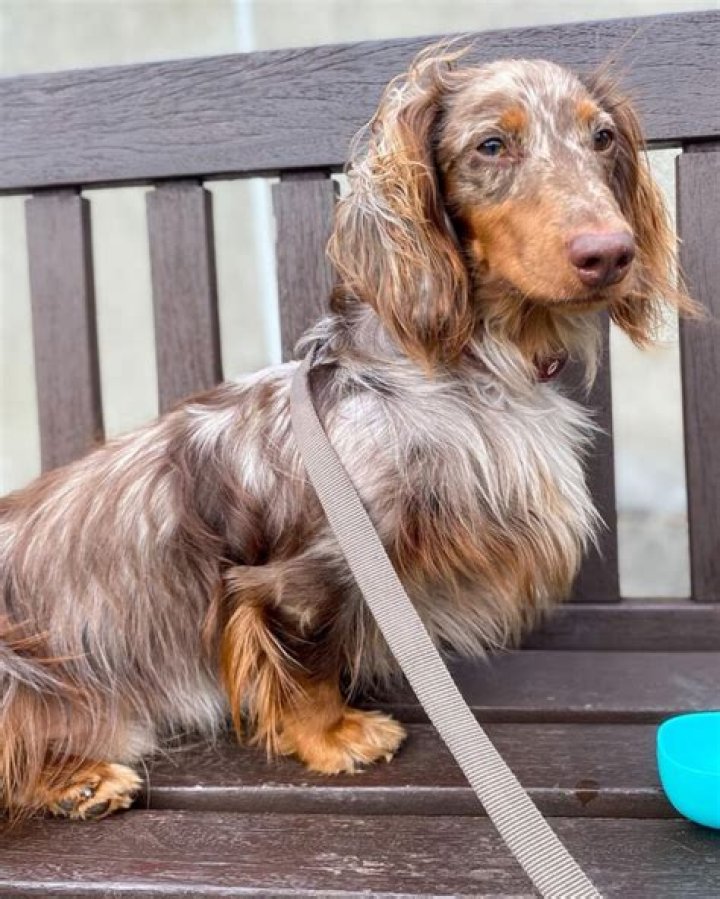 Unleash The Enchanting World Of Red Dapple Dachshund Long Hairs